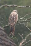 Milvus milvus