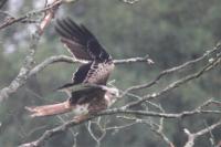Milvus milvus