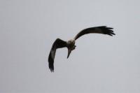 Milvus milvus