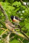 Saxicola rubicola
