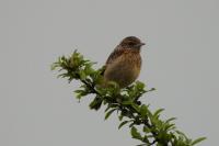 Saxicola rubicola