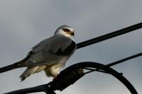 Elanus caeruleus