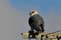 Elanus caeruleus