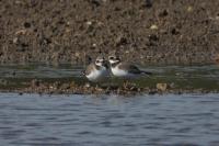 Charadrius hiaticula