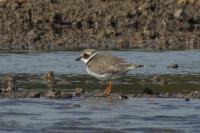 Charadrius hiaticula