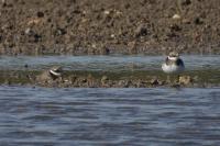 Charadrius hiaticula