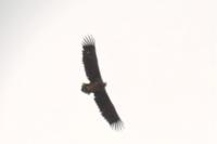 Haliaeetus albicilla