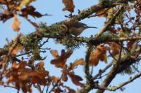 Lophophanes cristatus
