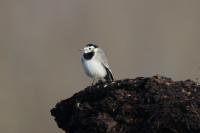 Motacilla alba