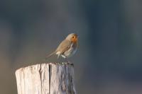Erithacus rubecula