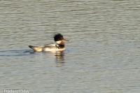 Mergus serrator