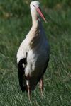 Ciconia ciconia