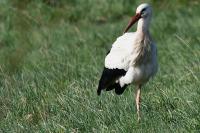 Ciconia ciconia