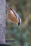 Sitta europaea