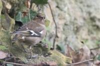 Fringilla coelebs