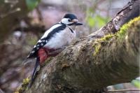 Dendrocopos major