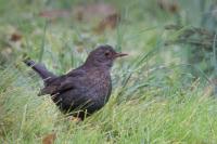 Turdus merula
