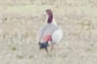 Alopochen aegyptiaca