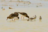 Calidris pugnax