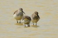 Calidris alpina