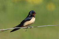 Hirondelle rustique