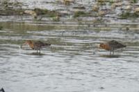 Limosa limosa