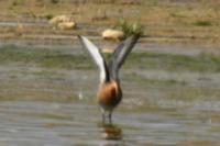 Limosa limosa