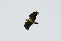 Buteo buteo