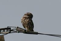 Athene noctua