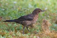 Turdus merula