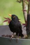 Turdus merula