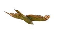 Accipiter nisus