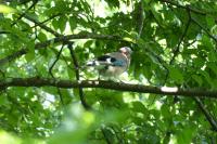 Garrulus glandarius