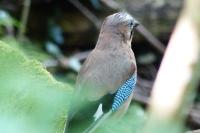 Garrulus glandarius