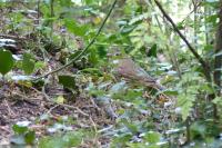 Turdus philomelos