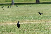 Corvus monedula
