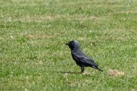 Corvus monedula
