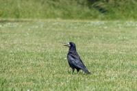 Corvus frugilegus