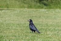 Corvus frugilegus