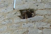 Falco tinnunculus