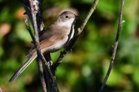 Sylvia communis