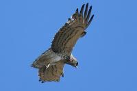 Circaetus gallicus