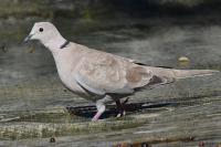 Streptopelia decaocto
