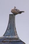 Streptopelia decaocto