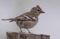 Fringilla coelebs
