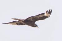 Buteo buteo