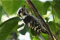 Dendrocopos minor