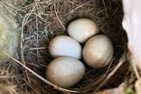 Erithacus rubecula