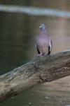 Columba palumbus