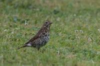 Turdus philomelos